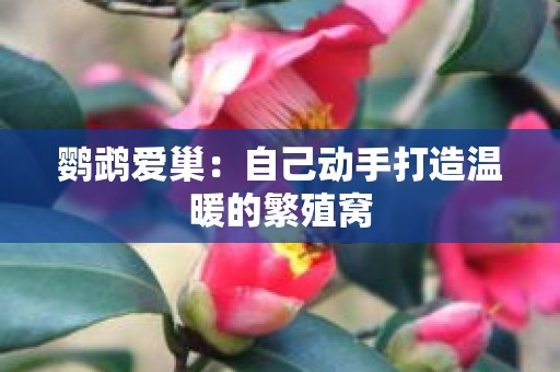 鹦鹉爱巢：自己动手打造温暖的繁殖窝