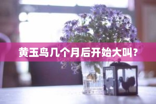 黄玉鸟几个月后开始大叫？