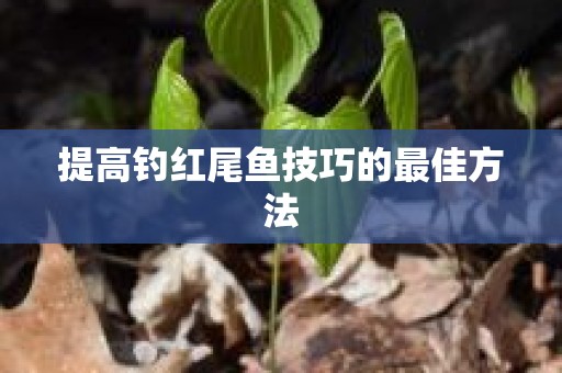 提高钓红尾鱼技巧的最佳方法