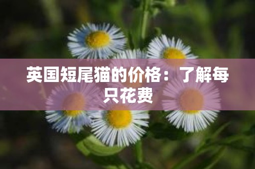 英国短尾猫的价格：了解每只花费