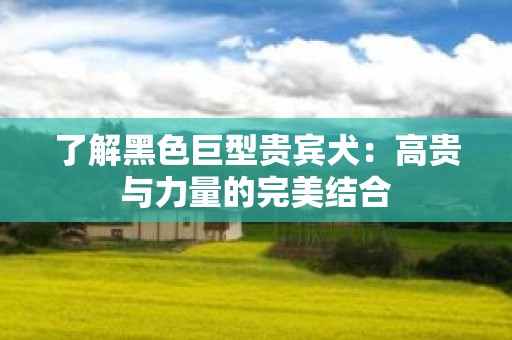 了解黑色巨型贵宾犬：高贵与力量的完美结合