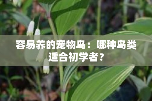 容易养的宠物鸟：哪种鸟类适合初学者？