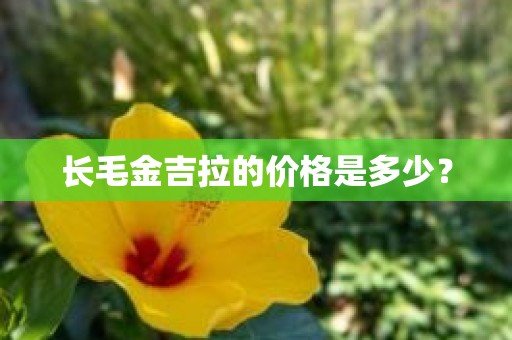 长毛金吉拉的价格是多少？