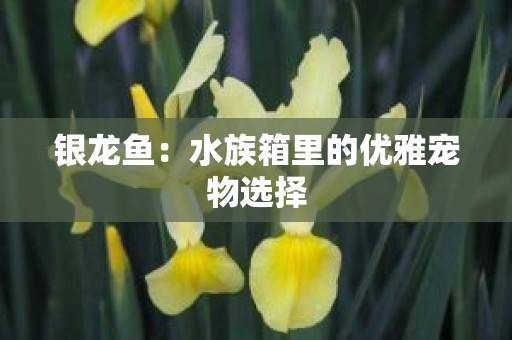 银龙鱼：水族箱里的优雅宠物选择