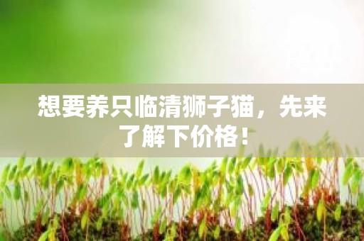 想要养只临清狮子猫，先来了解下价格！