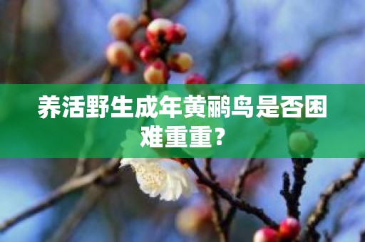 养活野生成年黄鹂鸟是否困难重重？