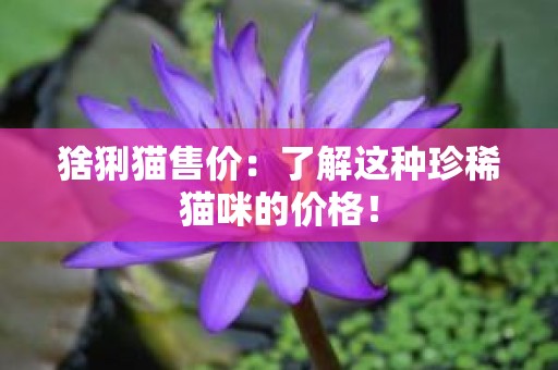 猞猁猫售价：了解这种珍稀猫咪的价格！