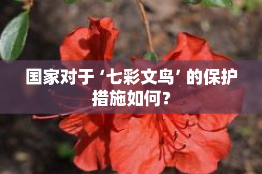 国家对于 ‘七彩文鸟’ 的保护措施如何？