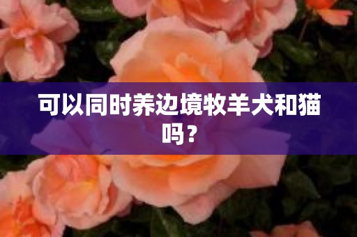 可以同时养边境牧羊犬和猫吗？