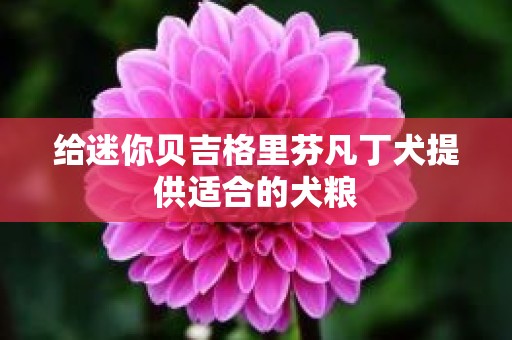 给迷你贝吉格里芬凡丁犬提供适合的犬粮