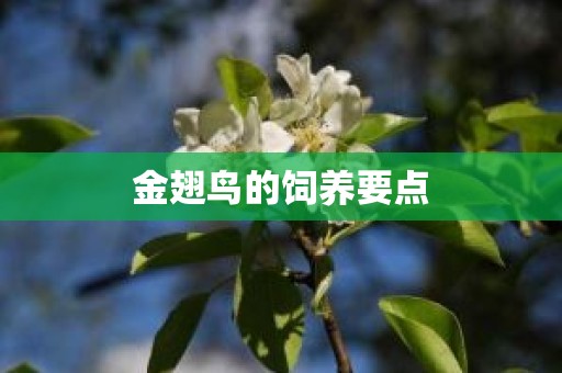 金翅鸟的饲养要点