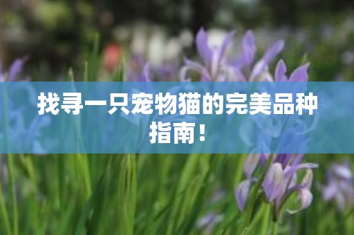 找寻一只宠物猫的完美品种指南！