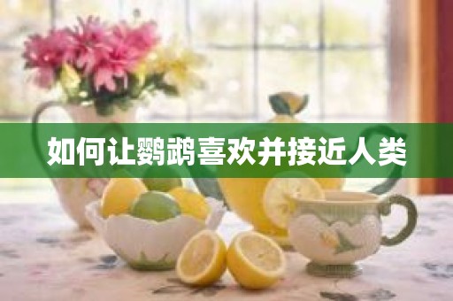 如何让鹦鹉喜欢并接近人类