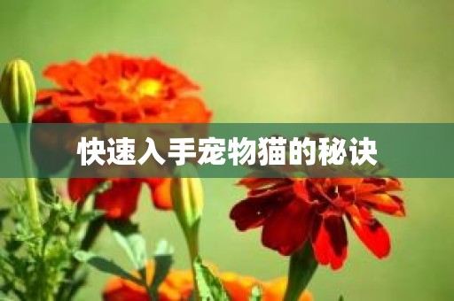 快速入手宠物猫的秘诀