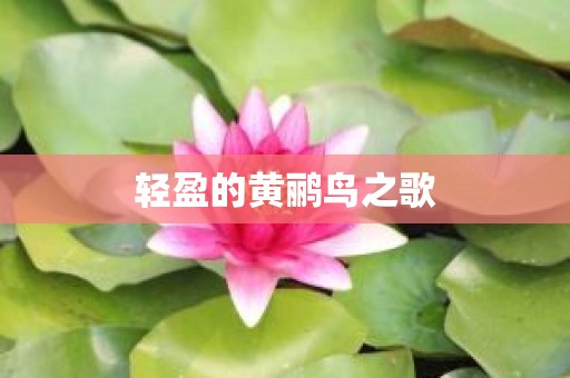轻盈的黄鹂鸟之歌
