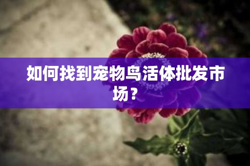 如何找到宠物鸟活体批发市场？