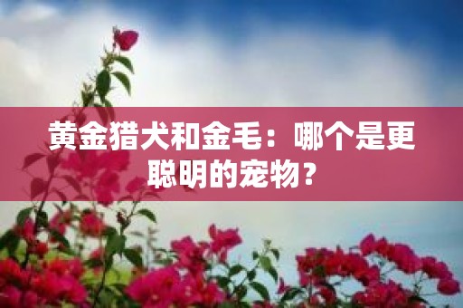 黄金猎犬和金毛：哪个是更聪明的宠物？