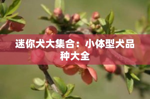 迷你犬大集合：小体型犬品种大全