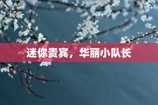 迷你贵宾，华丽小队长