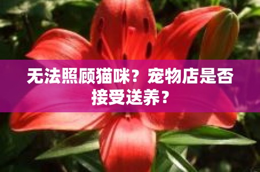 无法照顾猫咪？宠物店是否接受送养？
