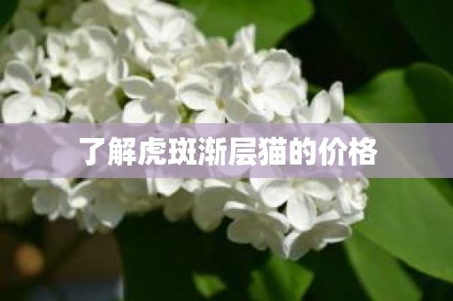 了解虎斑渐层猫的价格