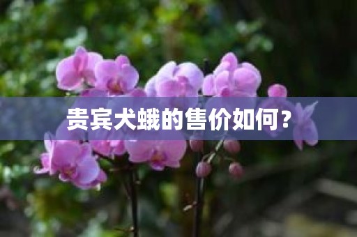 贵宾犬蛾的售价如何？