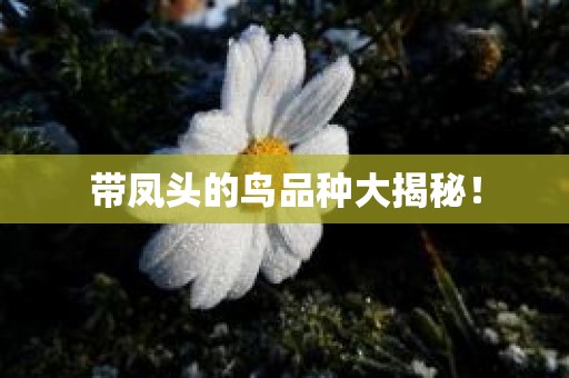 带凤头的鸟品种大揭秘！