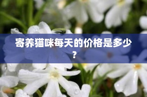 寄养猫咪每天的价格是多少？