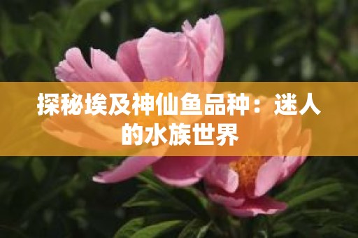 探秘埃及神仙鱼品种：迷人的水族世界