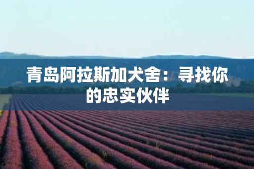 青岛阿拉斯加犬舍：寻找你的忠实伙伴