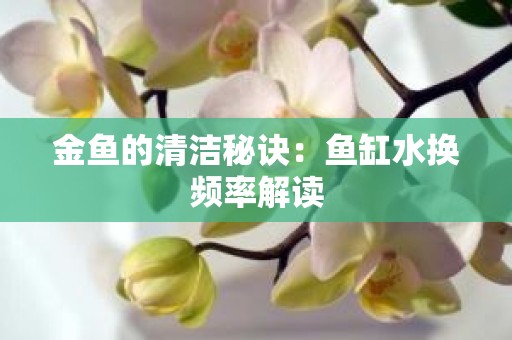 金鱼的清洁秘诀：鱼缸水换频率解读