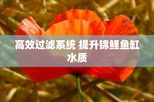 高效过滤系统 提升锦鲤鱼缸水质