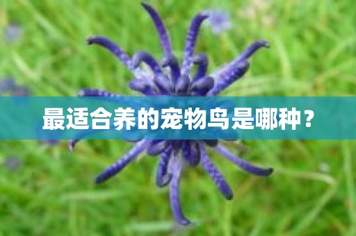 最适合养的宠物鸟是哪种？