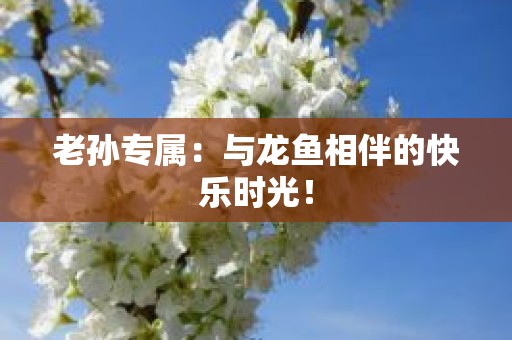 老孙专属：与龙鱼相伴的快乐时光！
