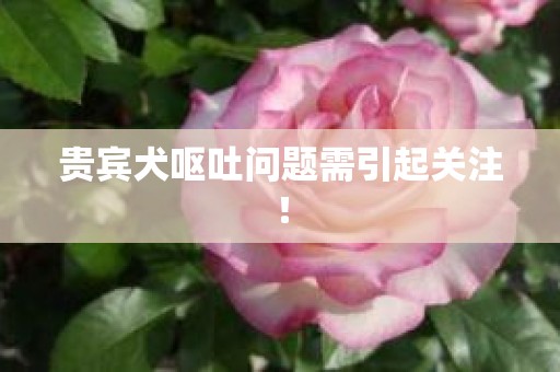 贵宾犬呕吐问题需引起关注！