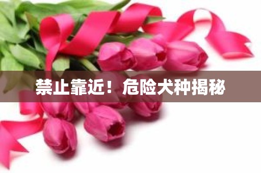 禁止靠近！危险犬种揭秘