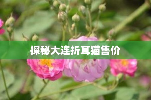 探秘大连折耳猫售价