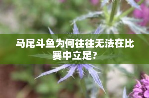 马尾斗鱼为何往往无法在比赛中立足？
