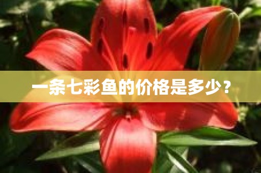 一条七彩鱼的价格是多少？