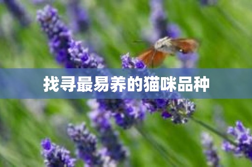 找寻最易养的猫咪品种