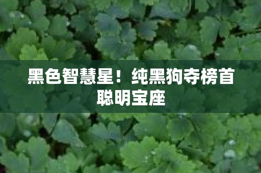黑色智慧星！纯黑狗夺榜首聪明宝座