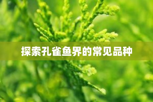 探索孔雀鱼界的常见品种