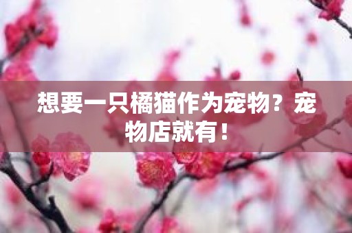 想要一只橘猫作为宠物？宠物店就有！