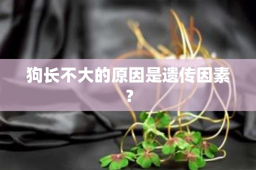 狗长不大的原因是遗传因素？