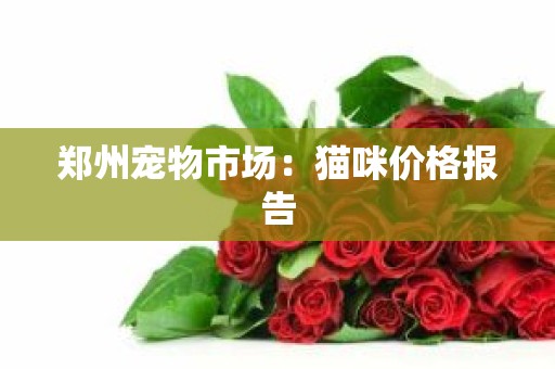 郑州宠物市场：猫咪价格报告