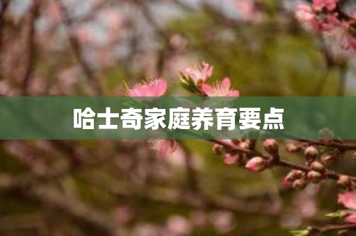 哈士奇家庭养育要点