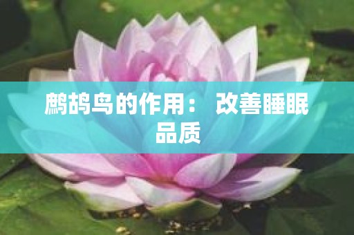 鹧鸪鸟的作用： 改善睡眠品质