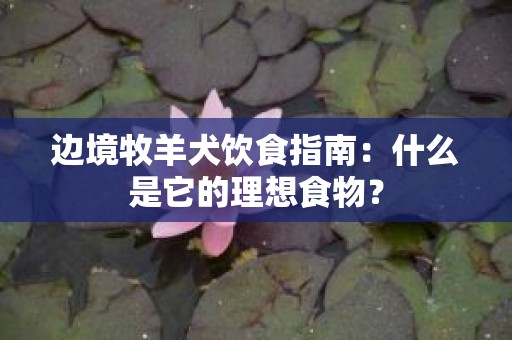 边境牧羊犬饮食指南：什么是它的理想食物？