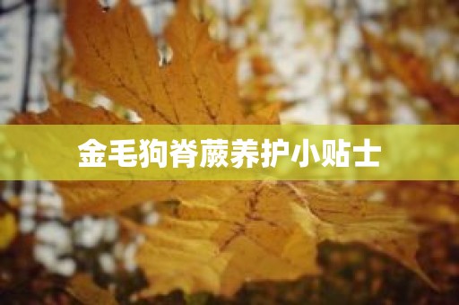 金毛狗脊蕨养护小贴士