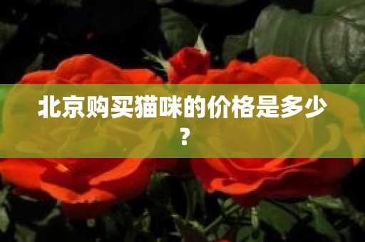 北京购买猫咪的价格是多少？